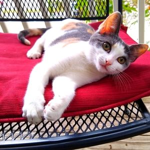 Meet your Posher, Montague